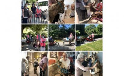 Rencontre avec les Ti Z’ânes du bonheur